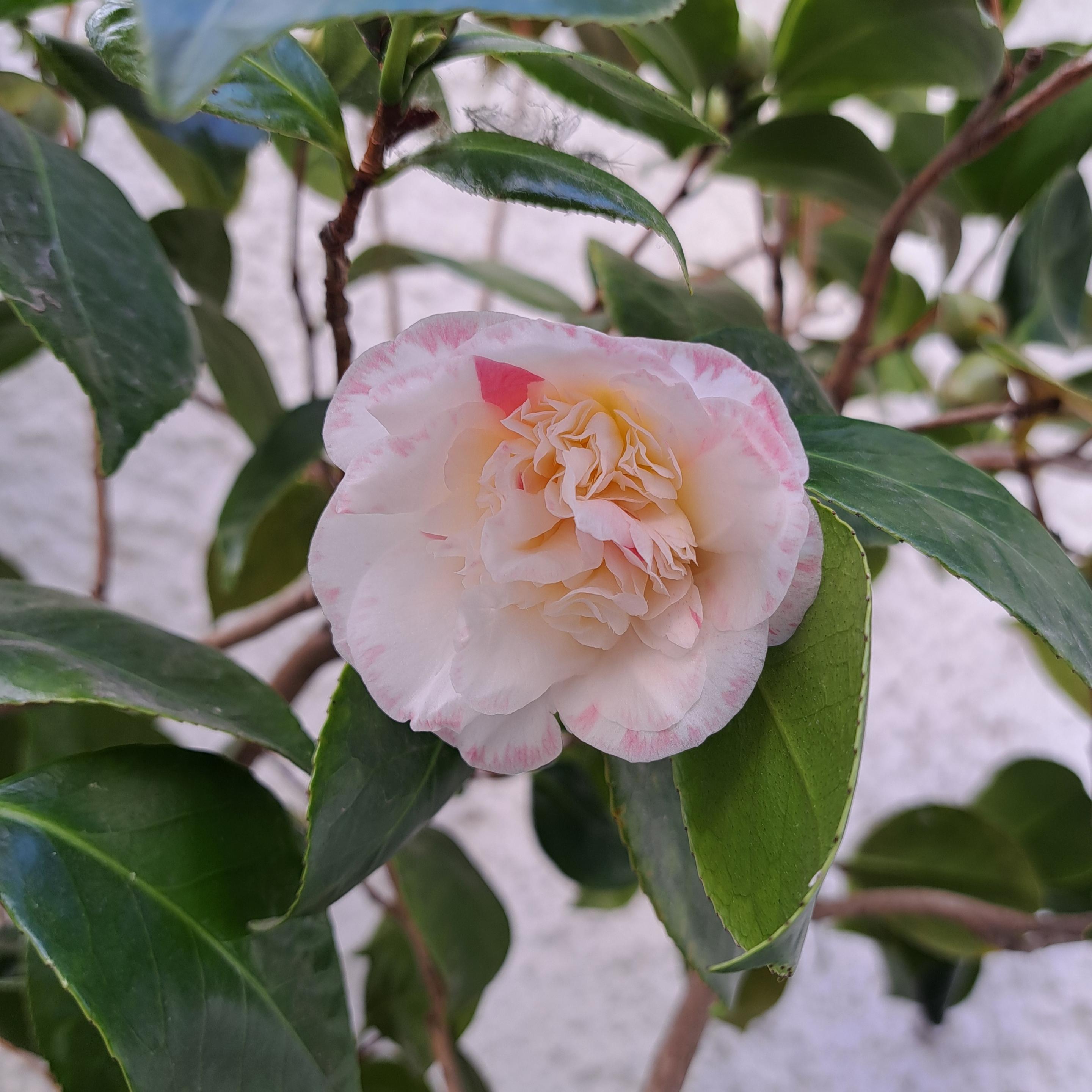 White chamelia, the first of the season