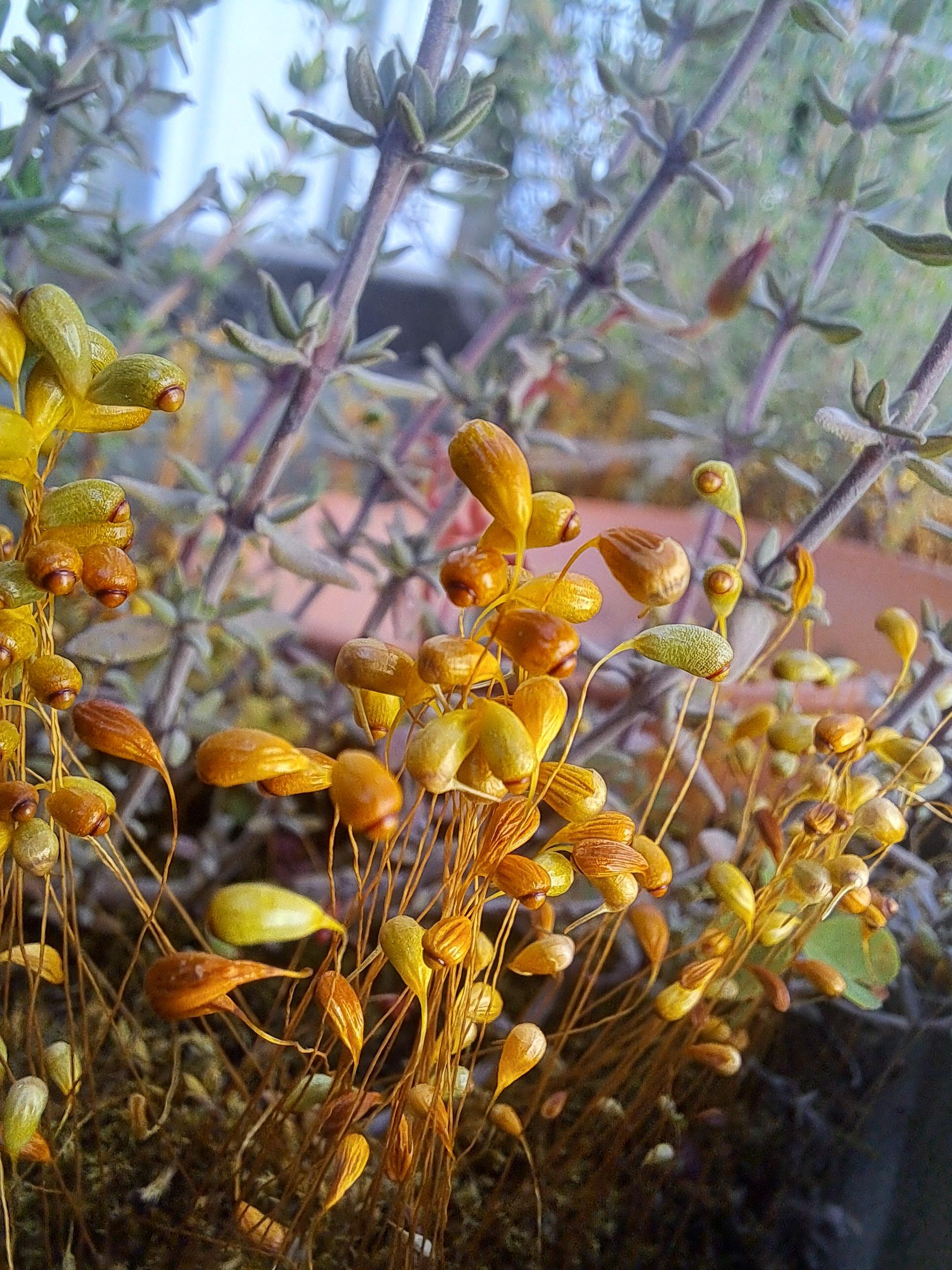 tall, yellow moss seeds