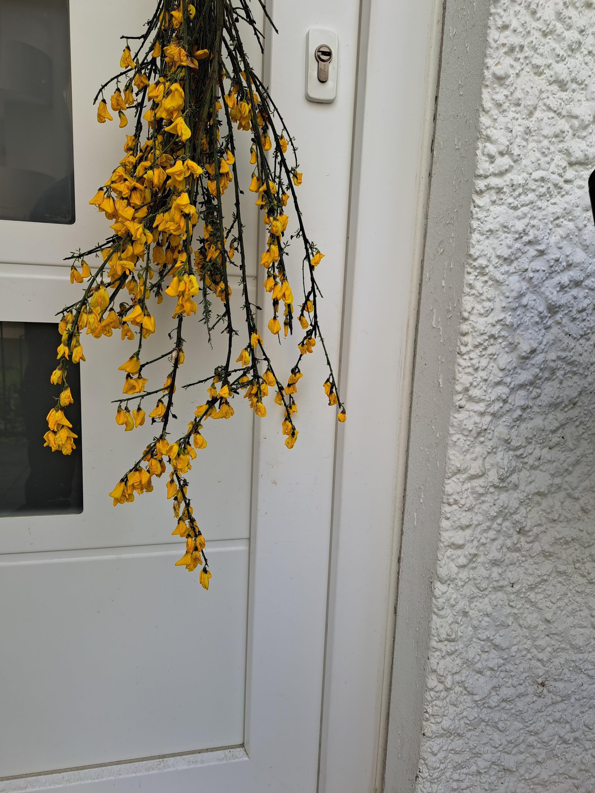 Um ramo de giestas amarelas presas à porta de uma casa